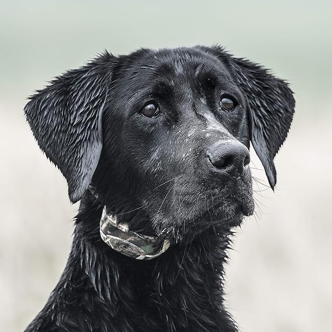 SportDOG Brand WetlandHunter 425X Add-A-Dog Collar - Additional, Replacement, or Extra Collar for Your Remote Trainer - Waterproof and Rechargeable with Tone, Vibration, and Shock