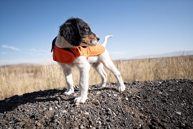 Carhartt Firm Duck Insulated Dog Chore Coat Hunter Orange/Brass LG