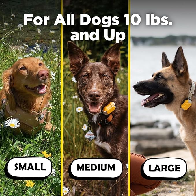 Dogtra CUE Easy Safe Stylish e-Collar with Vibration Waterproof Rechargeable Yellow ecollar for Small Medium Large Dogs Remote Training Collar (1st Generation)