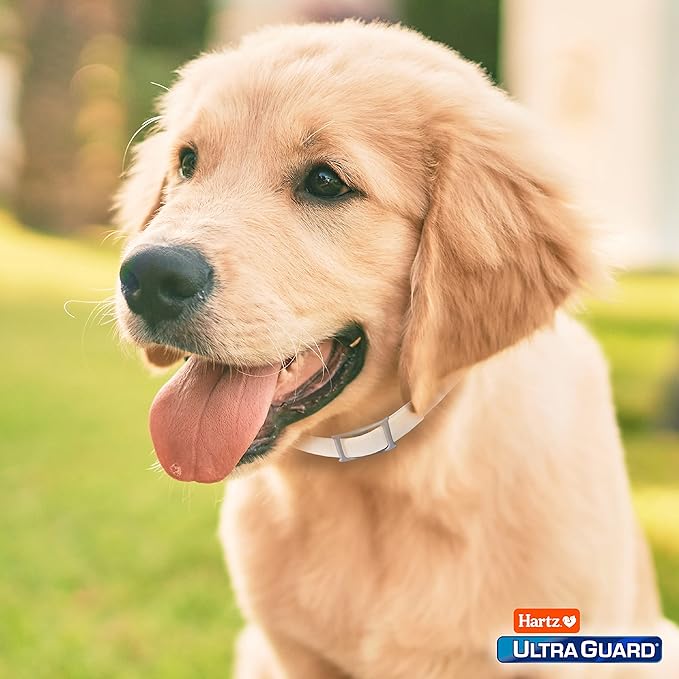 Hartz UltraGuard Flea & Tick Collar for Dogs and Puppies - 26" Neck, 7 Month Protection