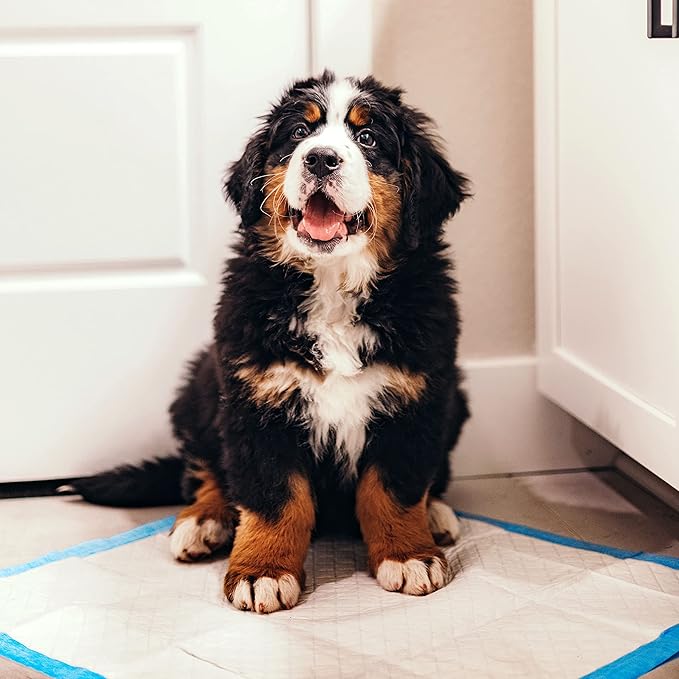 Four Paws Wee-Wee Superior Performance Pee Pads for Dogs of All Sizes, Leak-Proof Floor Protection Dog & Puppy Quilted Potty Training Pads, Unscented, 22" x 23" (7 Count)