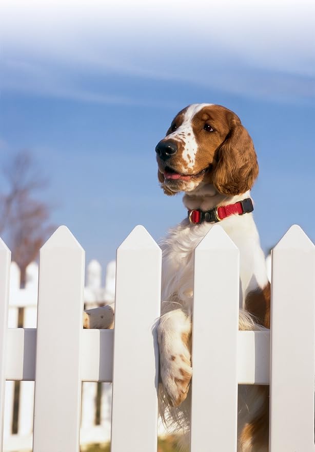 PetSafe KeepSafe Break-Away Collar, Prevent Collar Accidents for your Dog or Puppy, Improve Safety, Compatible with Lead Use, Adjustable Sizes