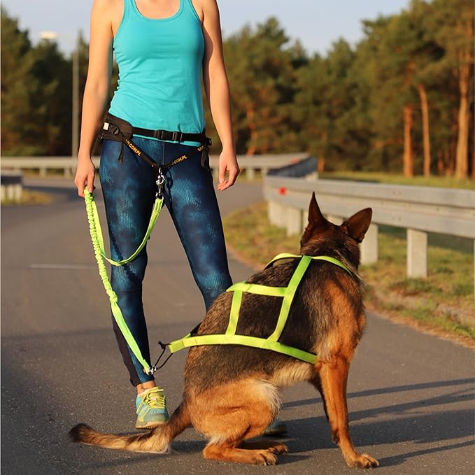 Dingo hands free leash belt for dog walking running hiking, training leash for large dog, bungee leash for medium dog, comfortable adjustable belt for walking with small dog, two snap hooks Z30005