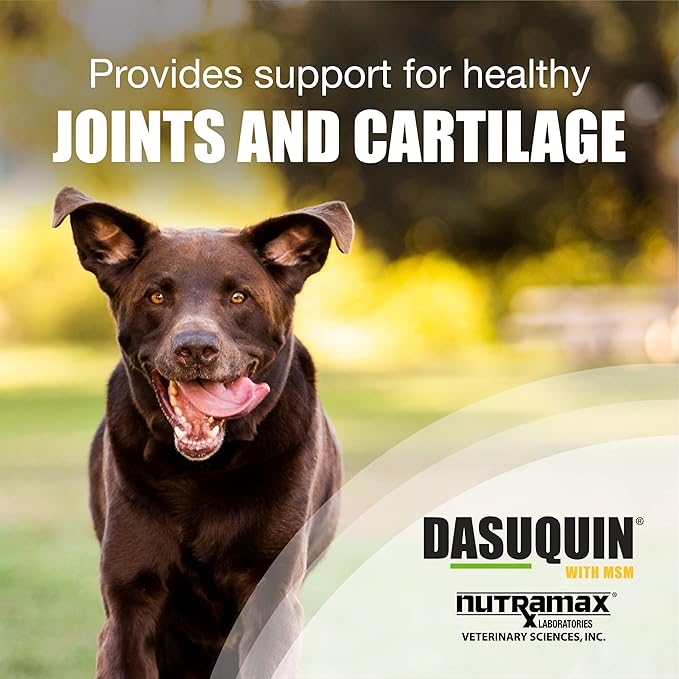 Nutramax Laboratories Dasuquin with MSM Joint Health Supplement for Large Dogs - With Glucosamine,MSM,Chondroitin,ASU,Boswellia Serrata Extract,and Green Tea Extract,2 Pack,300 Total Chewable Tablets