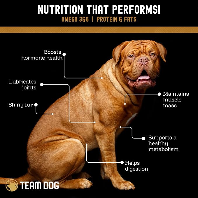 Freeze Dried Salmon Dog Treats for Training | Healthy Gluten Free, Grain Free Dog Treats | No Added Fillers, Flavoring or by-Products | for All Breeds & Sizes | 5 Oz