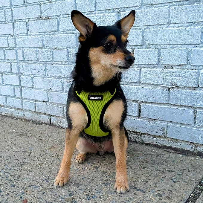 Voyager Step-in Lock Dog Harness w Reflective Dog Leash Combo Set with Neoprene Handle 5ft - Supports Small, Medium and Large Breed Puppies/Cats by Best Pet Supplies - Lime Green/Black Trim, S