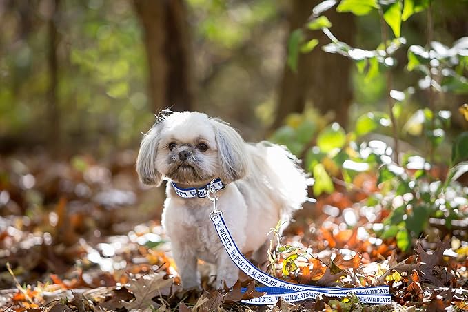 Pets First Collegiate Pet Accessories, Dog Leash, Kentucky Wildcats, Small