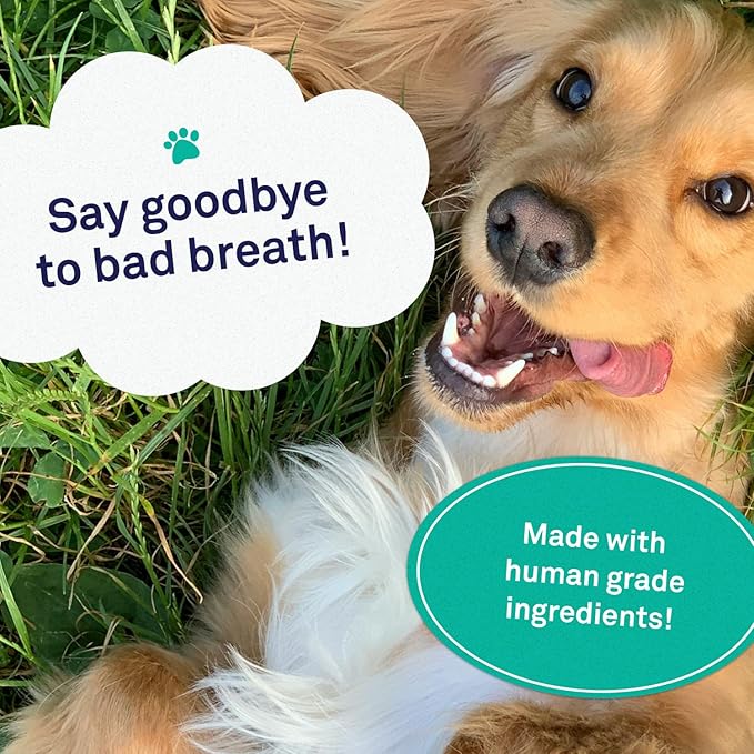 Petpost | Fresh Breath Foam for Dogs - Mint & Apple Flavored Dental Solution That Eliminates Bad Breath - Natural Tooth Cleaning Treatment 5 oz.