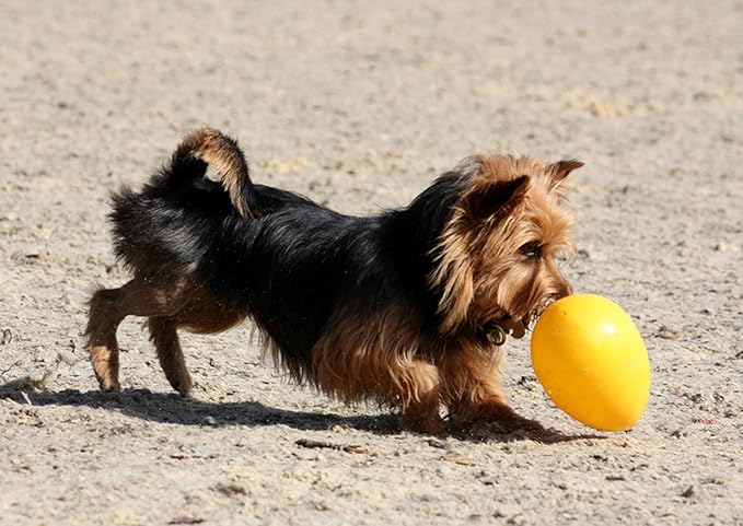 Jolly Pets Jolly Egg Dog Toy, 12 Inches/Large, Yellow (Pack of 2)