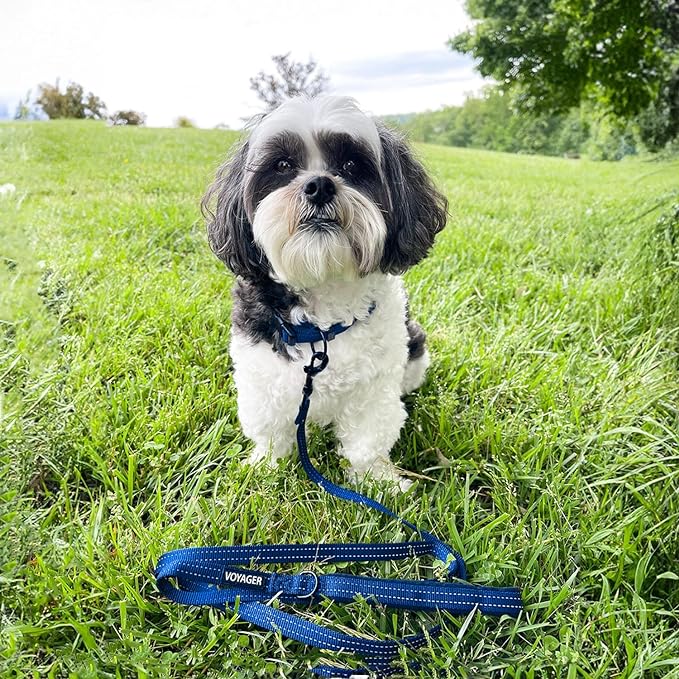 Voyager Reflective Dog Leash with Neoprene Handle, 6ft Long, Supports Small, Medium, and Large Breed Puppies, Cute and Heavy Duty for Walking, Running, and Training - Royal Blue, L