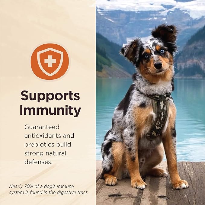 Wellness CORE Digestive Health Lamb Grain Free Wet Dog Food, 13 Ounce (Pack of 12)