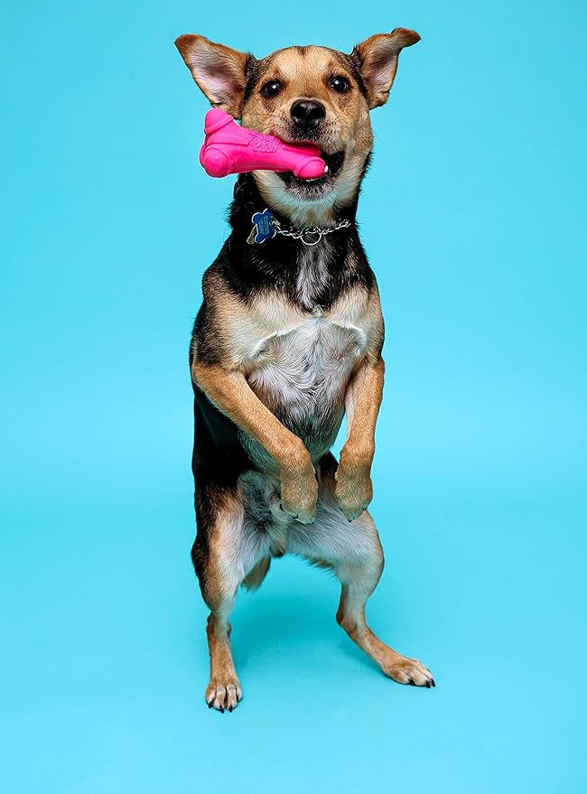 Hartz DuraPlay Bone Squeaky Latex Dog Toy for Small breeds, 3 Pack