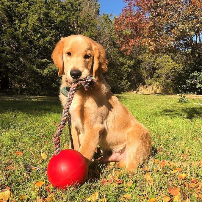 Jolly Pets Romp-n-Roll Rope and Ball Dog Toy, 6 Inches/Medium, Red (606 RD)
