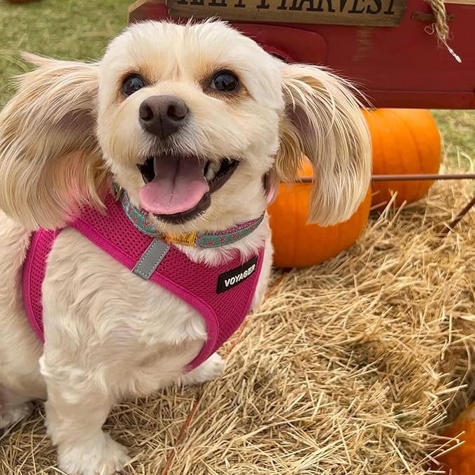 Voyager Step-in Air Dog Harness - All Weather Mesh Step in Vest Harness for Small and Medium Dogs by Best Pet Supplies - Harness (Fuchsia), X-Small