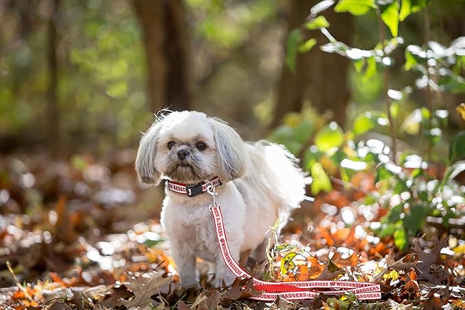 Pets First Collegiate Pet Accessories, Dog Leash, Wisconsin Badgers, Medium