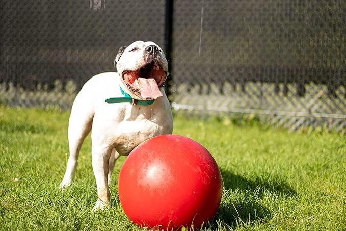 Jolly Pets Push-n-Play Ball Dog Toy, 14 Inches/Extra-Large, Red All Breed Sizes