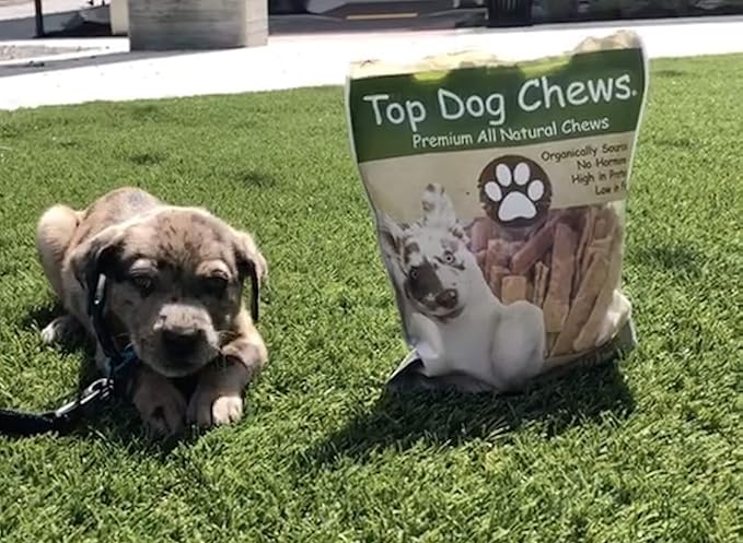 Top Dog Chews - Flat Turkey Tendons for Dogs, 1LB / 16 OZ, Made in The USA, 100% Natural Chew Treats for Dental Care and Stress Relief, Puppy Training Treats for all Breeds
