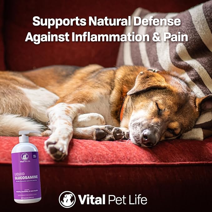 Liquid Glucosamine for Dogs Cats & Horses with Chondroitin, MSM, and Hyaluronic Acid, Hip & Joint Supplement for Mobility & Comfort, Supports Joint Health & Flexibility, Mobility, & Protection, 32 oz