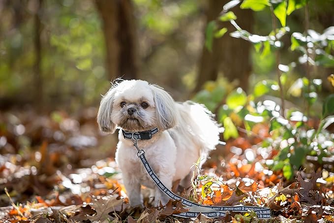 MLB PET Leash, Small, San Diego Padres Dog Leash, Baseball Team Leash for Dogs & Cats. A Shiny & Colorful Dog & Cat Leash with Emboridered Team Name/Logo Licensed by the MLB