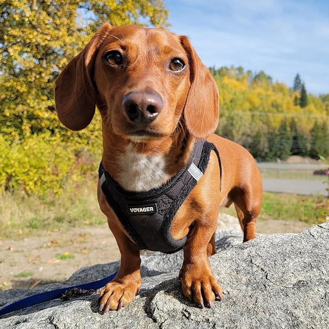 Voyager Step-In Plush Dog Harness – Soft Plush, Step In Vest Harness for Small and Medium Dogs by Best Pet Supplies - Harness (Black Plush), L (Chest: 18 - 20.5")