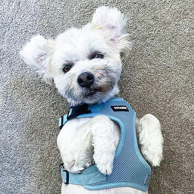 Voyager Step-in Lock Dog Harness w Reflective Dog Leash Combo Set with Neoprene Handle 5ft - Supports Small, Medium and Large Breed Puppies/Cats by Best Pet Supplies - Baby Blue, XS