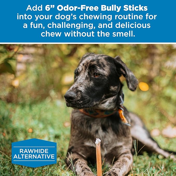 Best Bully Sticks 6 Inch Odor Free Bully Sticks for Dogs, 20 Pack, Bulk Bag 100% Natural, Grass-Fed Beef, Digestible Bully Bones, Grain and Rawhide Free, Odorless Dog Bully Sticks for Large Dogs