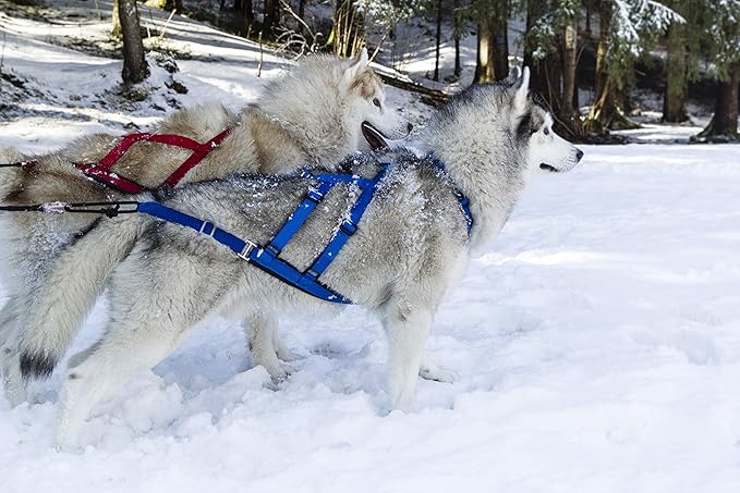 Neewa X-Back Racing Harness - Medium/Large, Red | High-Performance, Reflective Gear for Slim, Long-Bodied Dogs | Suitable for Canicross, Skijoring | Neck 16in, Chest 30in, Back 24in