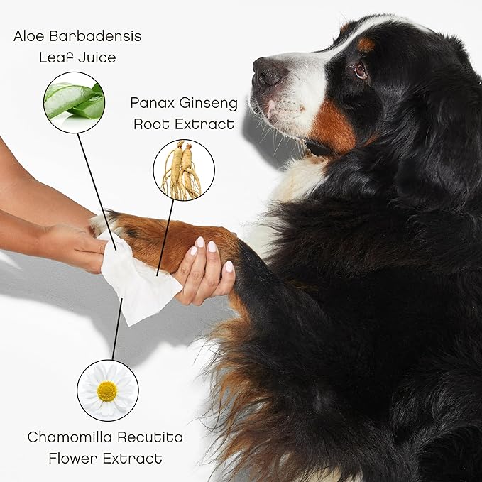 Renewing Aloe and Bamboo Dog Wipes by Floof - Cleansing, Moisturizing, Hypoallergenic Wipes for Paws, Face, Body | Natural Fragrance | Safe for All Breeds | Vet Dermatologist Formulated | 30 Wipes (1)