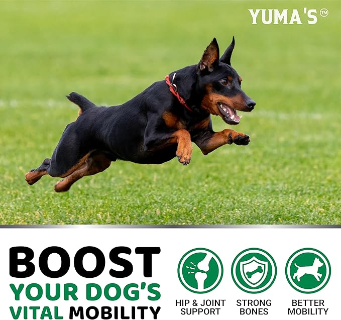 YUMA'S Hemp Hip and Joint Supplement for Dogs - Glucosamine for Dogs - 170 Dog Joint Pain Relief Chews - Chondroitin, MSM - Hemp Oil - Advanced Dog Joint Supplement Health - Mobility Support Treats
