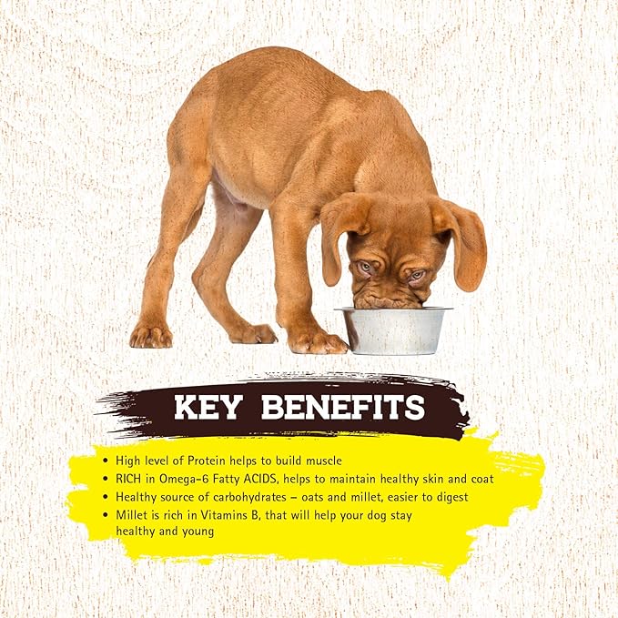 Inception® Wet Dog Food Chicken Recipe – Complete and Balanced Dog Food – Meat First Legume Free Wet Dog Food – 12/13oz case