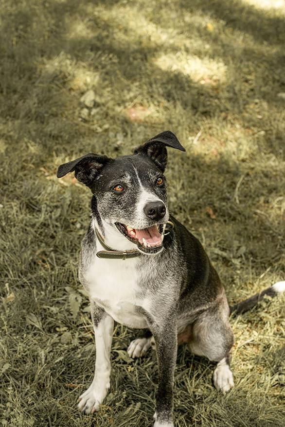 by Katherine Heigl- Superfood Complete, Air-Dried Adult Dog Food - High Protein, Zero Fillers, Superfood Nutrition (11.5 oz., Premium Chicken)