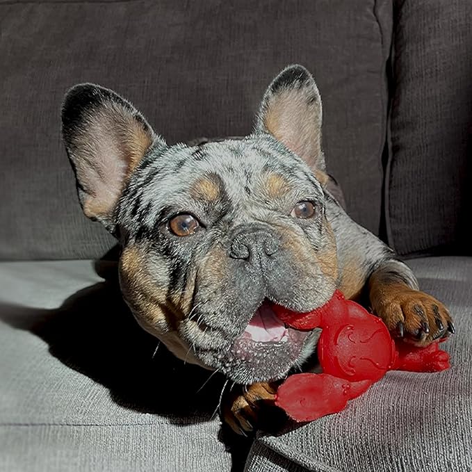 Nylabone Lobster Dog Toy Power Chew – Cute Dog Toys for Aggressive Chewers – with a Funny Twist! Filet Mignon Flavor, Small/Regular