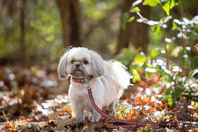 MLB PET Leash, Small, Boston Red Sox Dog Leash, Baseball Team Leash for Dogs & Cats. A Shiny & Colorful Dog & Cat Leash with Emboridered Team Name/Logo Licensed by the MLB