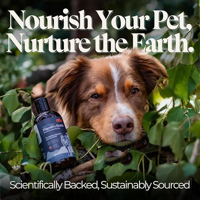 OTIS Digestive Health for Dogs | Ancenstrial and Heritage Probiotics - Intestinal Gut Health Support with DHA and EPA | Healthy Dog Supplements | 8 fl oz, Salmon oil