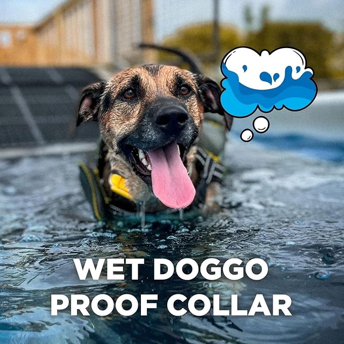 Dogtra CUE Easy Safe Stylish e-Collar with Vibration Waterproof Rechargeable Yellow ecollar for Small Medium Large Dogs Remote Training Collar (1st Generation)