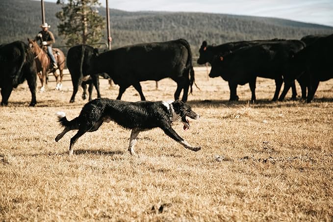 Carhartt Nylon Duck Dog Collar, Fully Adjustable Durable 2-Ply Cordura Nylon Canvas Collars for Dogs, Blanket Stripe, Medium
