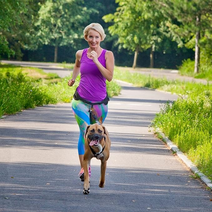 Dingo hands free leash belt for dog walking running hiking, training leash for large dog, bungee leash for medium dog, comfortable adjustable belt for walking with small dog, handle with o-ring Z30004