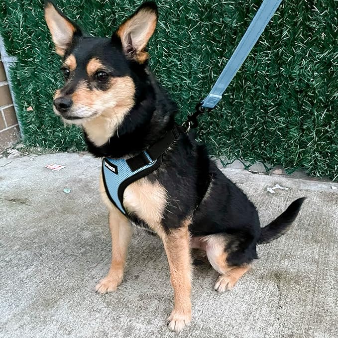 Voyager Step-in Lock Dog Harness w Reflective Dog Leash Combo Set with Neoprene Handle 5ft - Supports Small, Medium and Large Breed Puppies/Cats by Best Pet Supplies - Baby Blue/Black Trim, XL