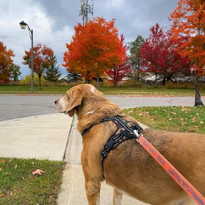 Voyager Step-in Lock Dog Harness w Reflective Dog Leash Combo Set with Neoprene Handle 5ft - Supports Small, Medium and Large Breed Puppies/Cats by Best Pet Supplies - Army/Black Trim, M