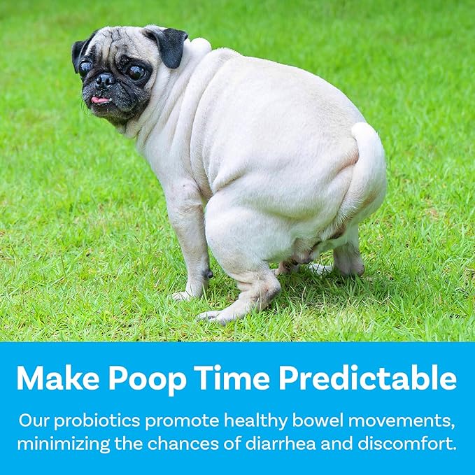Dog Probiotics, Honey Chicken Flavor, 120 Soft Chews for Digestive & Gut Health, Immune Support Supplement, Gas Relief, Anti-Diarrhea, Helps with Allergies, Upset Stomachs, Yeast and Itchy Skin