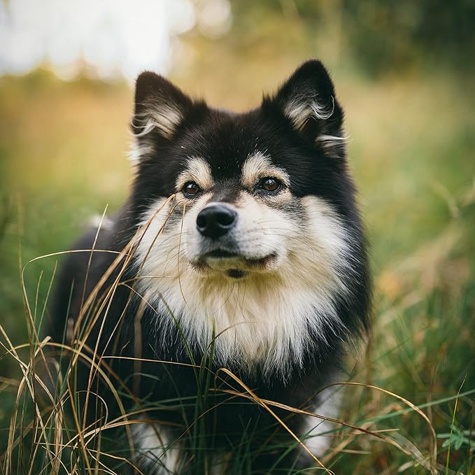 Van Beek Natural Science DiaGel for Medium Dogs - Natural Dog Supplements to Help Maintain Digestive Health & Function - Oral Gel to Help Control Diarrhea - Natural Pet Products