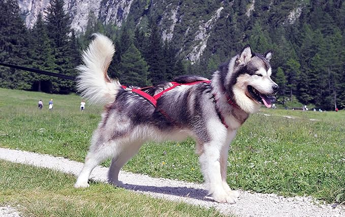 Neewa Sled Pro Harness (Small, Red), Dog Pulling Harness, Husky Harness, Mushing Harness, X Back Harness Dog for Dog Exercise, Bikejoring, Skijoring, Dog Sledding, Canicross, Dog Harness