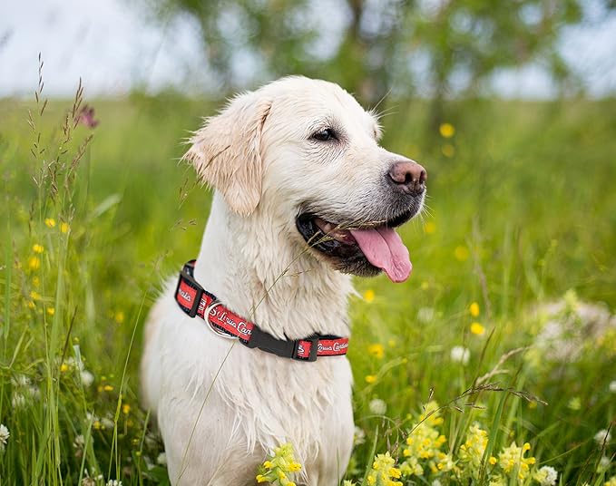 MLB DOG COLLAR. - 29 Baseball Teams available in 4 Sizes. Heavy-Duty, Strong & Durable Pet Collar. - MLB Licensed PET COLLAR.