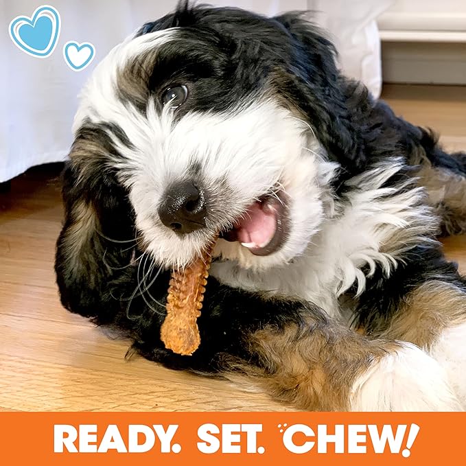 Nylabone Dog Toy Gift Box, includes 3 Strong Chew Toys and 1 Dog Treat, Chew Toys for Puppies, Small/Regular (4 Count)