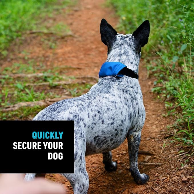 Nite Ize Raddog All-in-One Collar and Leash Combo - Heavy-Duty Dog Collar with Built-in Retractable Leash - 20" to 25" Collar - Blue, X-Large
