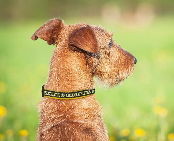 MLB Oakland Athletics Licensed PET COLLAR- Heavy-Duty, Strong, and Durable Dog Collar. Available in 29 Baseball Teams and 4 Sizes