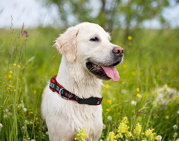 MLB Minnesota Twins Licensed PET COLLAR- Heavy-Duty, Strong, and Durable Dog Collar. Available in 29 Baseball Teams and 4 Sizes