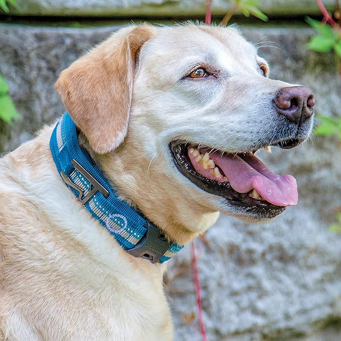 Kurgo RSG Collar & RSG Stub Leash, MOLLE Dog Collar, MOLLE Leash for Dogs, Extra Wide Collar for Dogs, Hands Free Dog Leash, Reflective, Adjustable, Blue