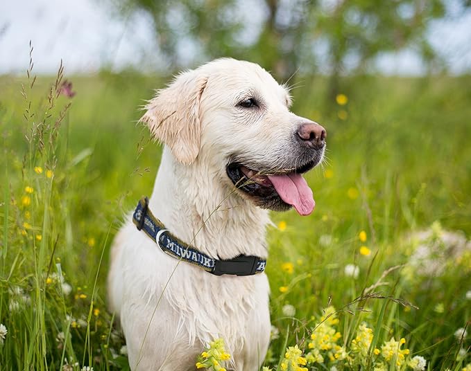 MLB Milwaukee Brewers Licensed PET COLLAR- Heavy-Duty, Strong, and Durable Dog Collar. Available in 29 Baseball Teams and 4 Sizes