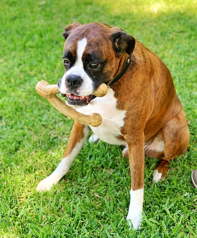 Pet Qwerks Wishbone BarkBone - Nylon Chew Toy for Aggressive Chewers - Peanut Butter Flavor - 5.38"